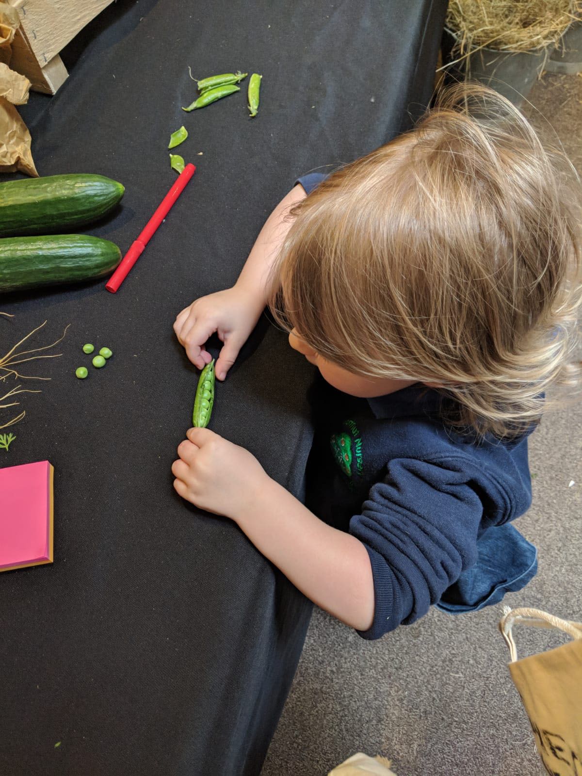 Chesterton Eat Cook Grow Campaign Chestnut Nursery Schools